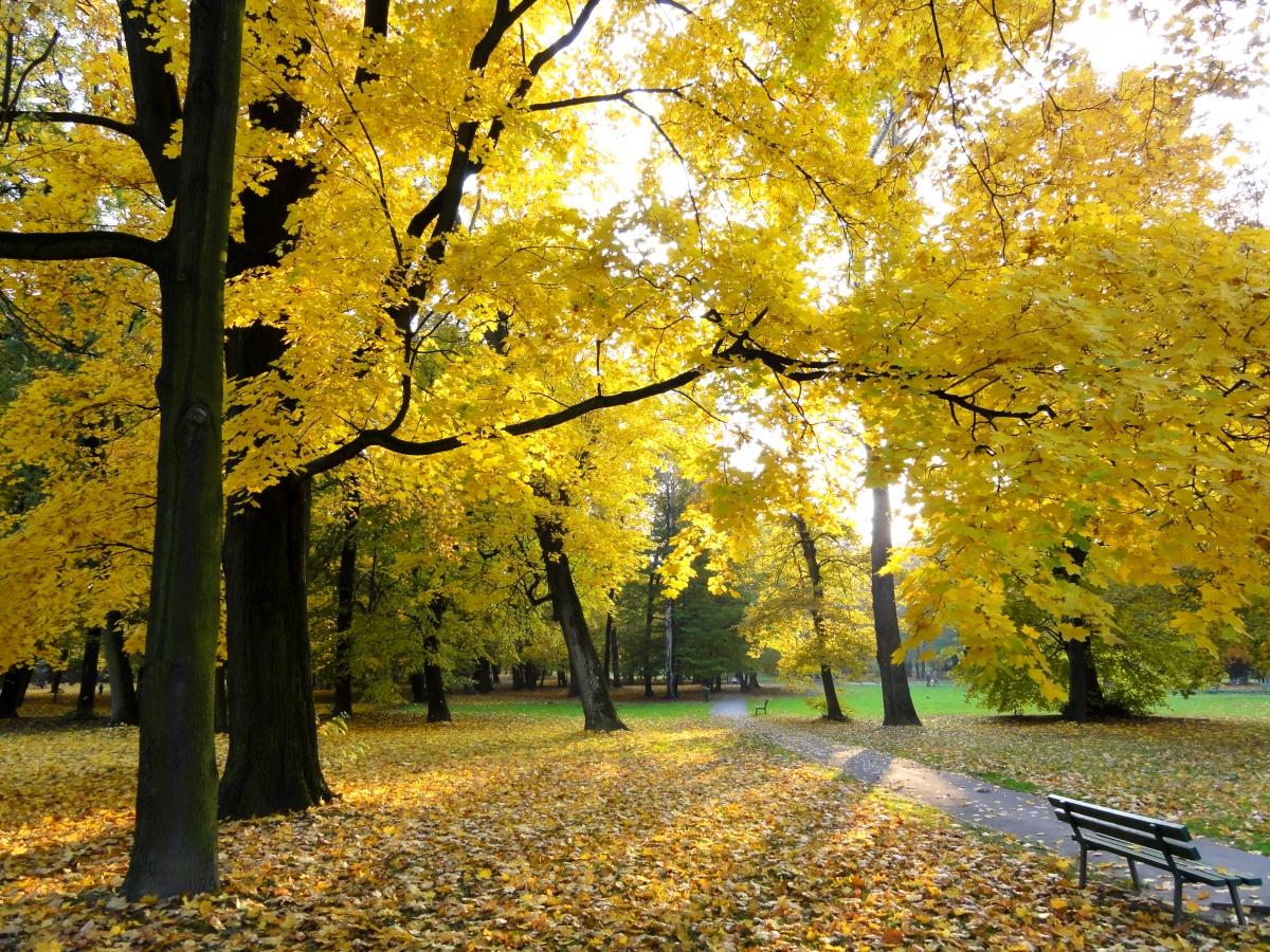 Park Decjusza